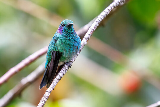 Hummingbird sitting on a branch while feeding, San Gerardo de Dota, Costa Rica
