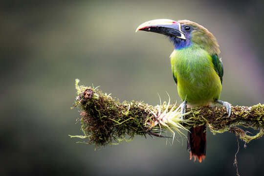 Northern emerald toucanet sitting on the branch, San Gerardo de Dota, Costa Rica