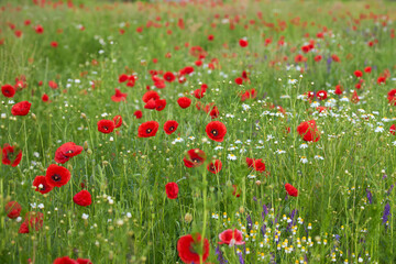 Fototapeta premium Natural background of a vibrant wild meadow with blooming red poppy flowers and white daisies. Summer field texture for design.