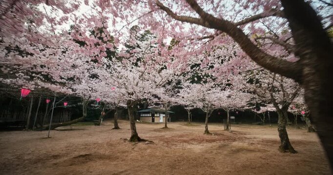 Many Cherry Blossom Trees in Full Bloom at Park In Hiroshima, Japan - Wide, Steady Cam Shot
