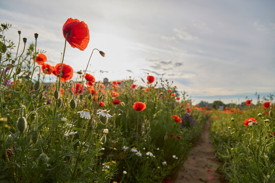 Beautiful poppy field landscape at sunset with a dirt path. Scenic wild meadow with blooming red poppies and daisies in golden hour backlight.