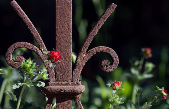 A close-up of an old, weathered metal fence with roses climbing down it.