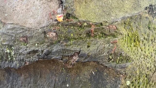 Close Up of Brown Stink Bug Crawling on Mossy Tree Bark