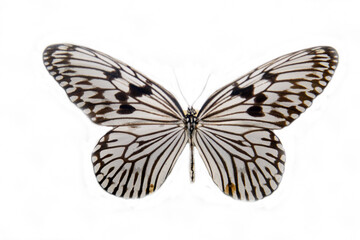 Fototapeta premium Hestia butterfly with beautiful wings with cocoon isolated on a white background. Wildlife fauna insects.