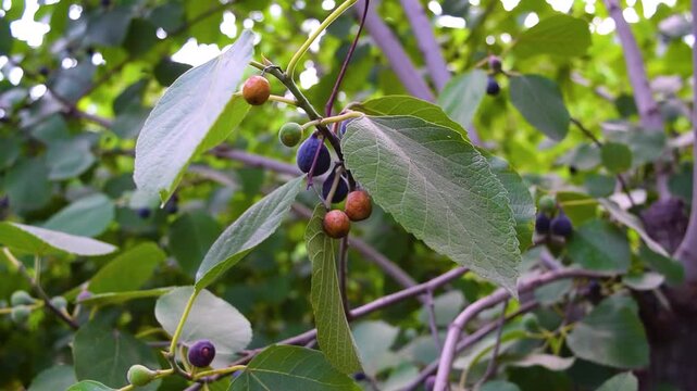 Fig Ficus carica common fig tree branches with growing ripe dark purple and unripe green fruits beautiful natural leaves seasonal harvest process agriculture farming gardening fresh organic produce or