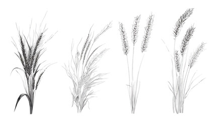 Fototapeta premium Black and white illustration of four various wheat-like plants against a white backdrop