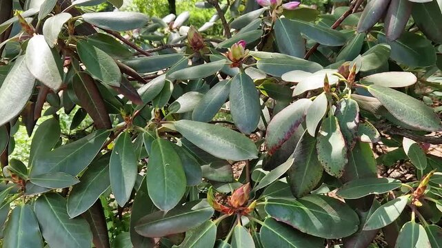 Evergreen rhododendron with narrow lanceolate leaves in the spring garden. Ornamental rhododendron shrub with unique leaf shape. Young rhododendron foliage in sunlight. Nature