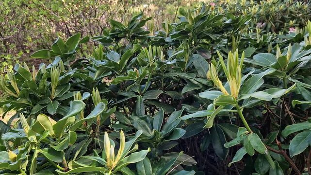 Evergreen rhododendron with narrow lanceolate leaves in the spring garden. Ornamental rhododendron shrub with unique leaf shape. Young rhododendron foliage in sunlight. Nature