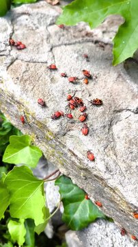 A colony of red-and-black firebugs crawling across the surface of a gray stone.