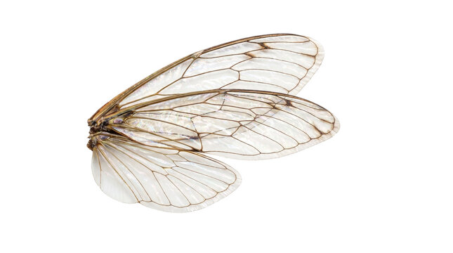 Translucent cicada wings for science themes, nature branding and decorative compositions. Isolated on White background.