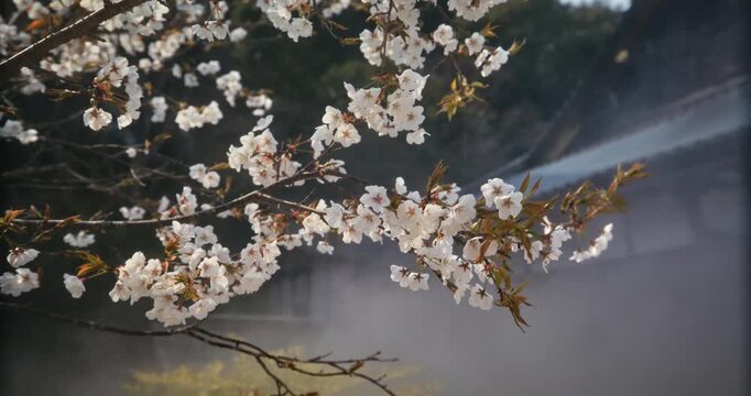 Spring Cherry Blossom Branches Over Misty Area In Hiroshima, Japan - Steady Cam Movement