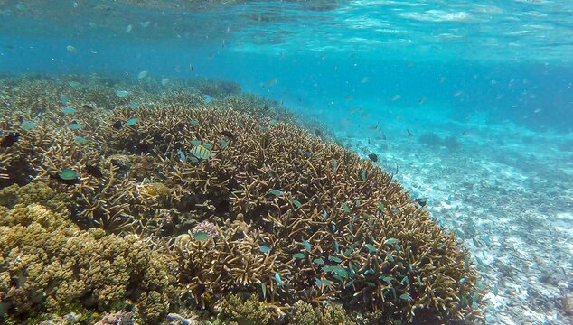 Scenic coral reef ecosystem with shoals of blue-green chromis fish in tropical waters of Bougainville Island in Papua New Guinea