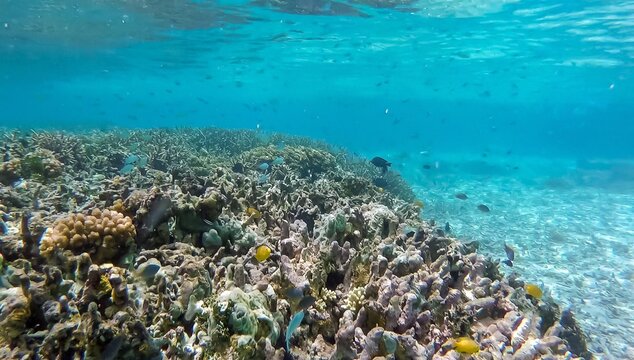 Scenic underwater scene coral reef with mixed tropical fish in crystal clear turquoise ocean water on tropical island Bougainville, Papua New Guinea