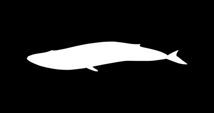 Blue Whale Vector Icon Animation | Smooth Pop-Up Shape Animation | Blue Whale Text Animation | Vector Stock Asset