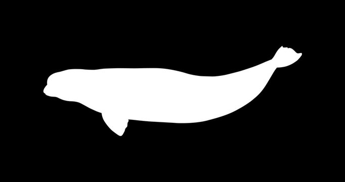 Beluga Whale Vector Icon Animation | Smooth Pop-Up Shape Animation | Beluga Whale Text Animation | Vector Stock Asset