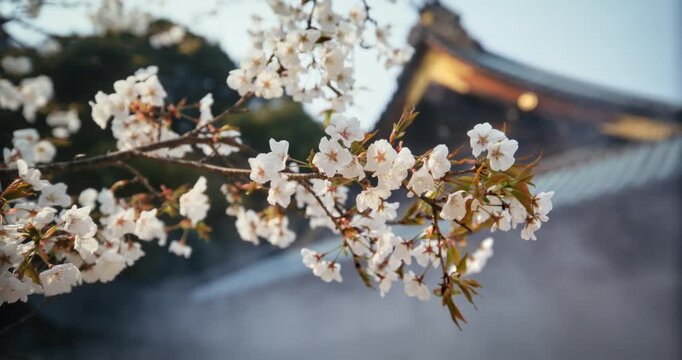 Slow Motion, Low Angle On Spring Cherry Blossom Branch Against Ancient, Traditional Japanese Building In Hiroshima