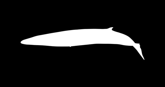 Fin Whale Vector Icon Animation | Smooth Pop-Up Shape Animation | Fin Whale Text Animation | Vector Stock Asset