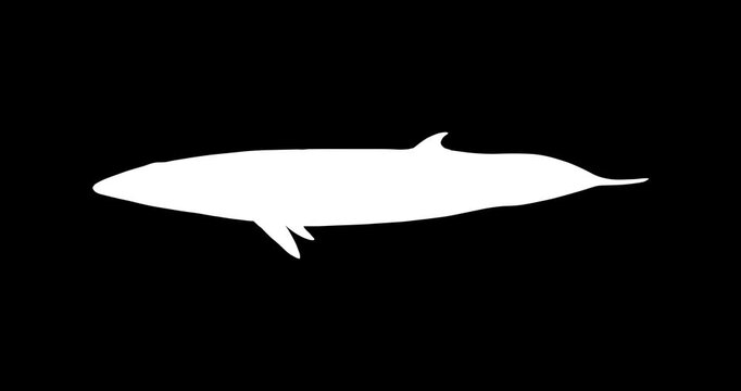 Minke Whale Vector Icon Animation | Smooth Pop-Up Shape Animation | Minke Whale Text Animation | Vector Stock Asset