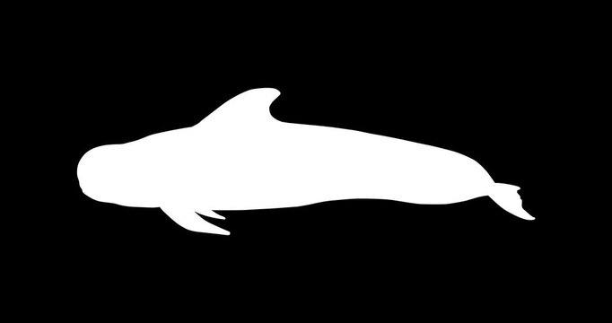 Pilot Whale Vector Icon Animation | Smooth Pop-Up Shape Animation | Pilot Whale Text Animation | Vector Stock Asset