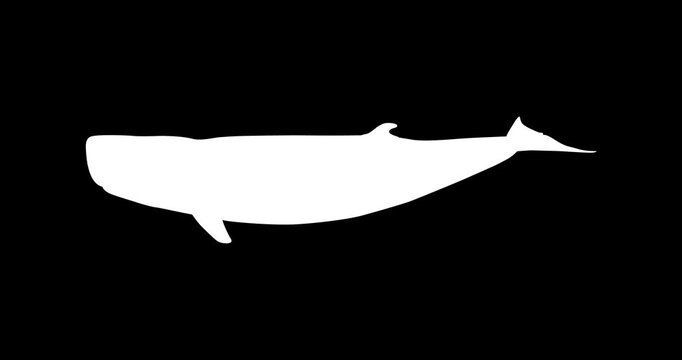 Pygmy Sperm Whale Vector Icon Animation | Smooth Pop-Up Shape Animation | Pygmy Sperm Whale Text Animation | Vector Stock Asset
