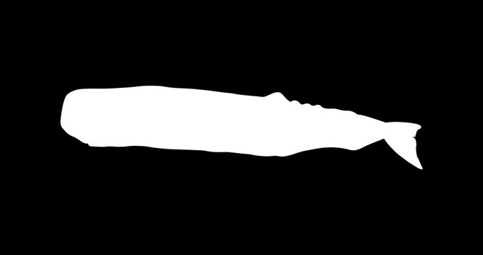 Sperm Whale Vector Icon Animation | Smooth Pop-Up Shape Animation | Sperm Whale Text Animation | Vector Stock Asset