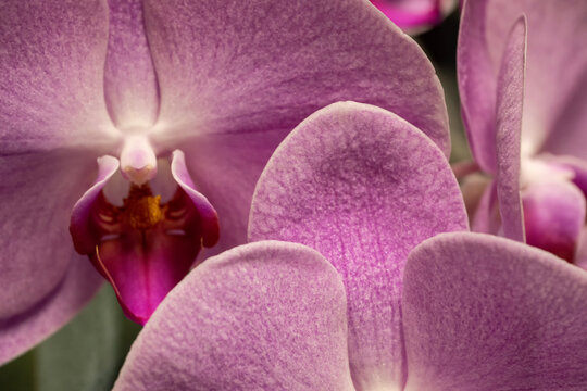 Orchids blooming; Laramie, Wyoming