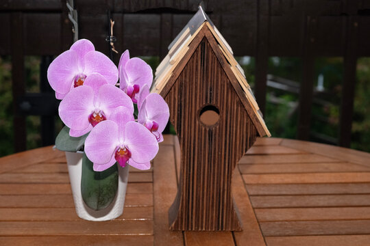 Orchids blooming; Laramie, Wyoming