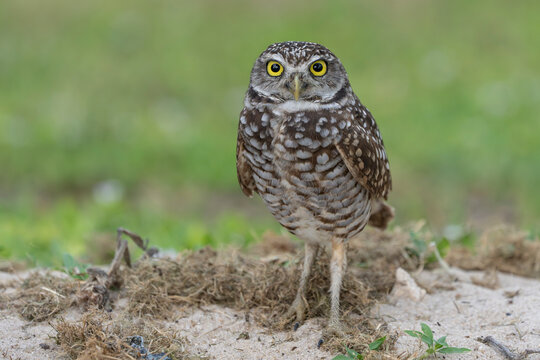 burrowing owl