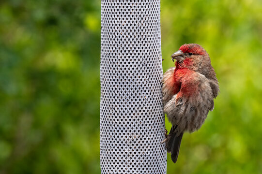 House finch (Haemorhous mexicanus) feeding on nyger seed; Laramie, Wyoming