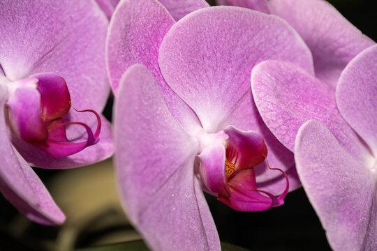 Orchids blooming; Laramie, Wyoming