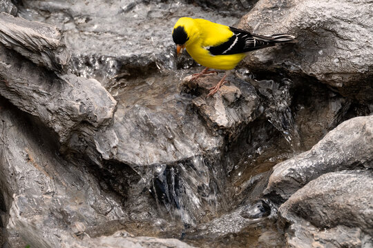 Goldfinch (Spinus tristis) drinking at cascade; Laramie, Wyoming