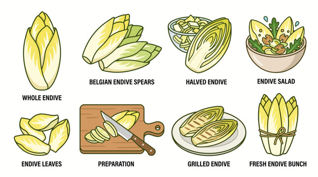 Belgian endive spears and salad culinary set pack vector cartoon illustration isolated on white background
