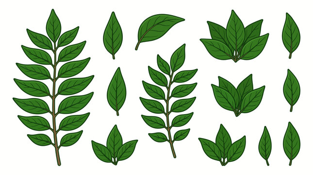 Curry Leaves (Murraya koenigii) Cartoon Vector Illustration Set Isolated on White Background