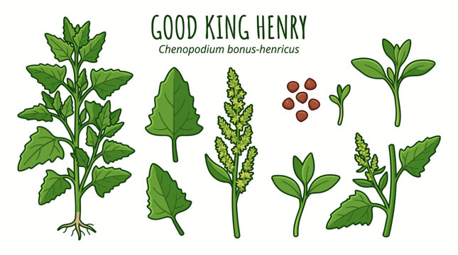 Good King Henry (Chenopodium bonus-henricus) Botanical Cartoon Vector Set with Plant, Leaves, Flowers, Seeds and Roots Isolated on White