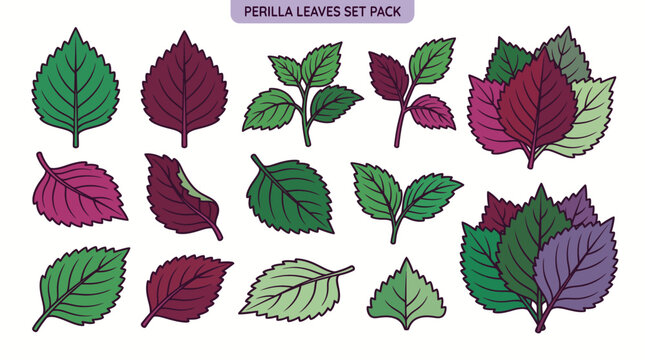 Perilla leaves vector illustration set pack with green, red, and purple shiso sesame leaves in cartoon style