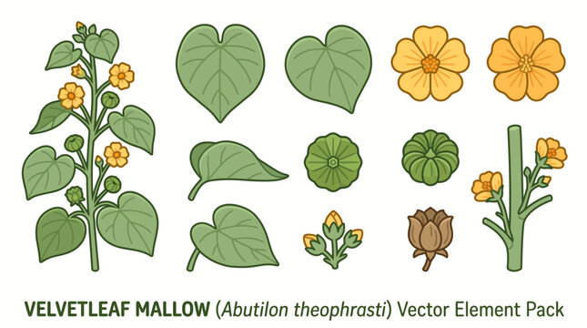 Velvetleaf Mallow Abutilon Theophrasti Botanical Cartoon Vector Element Pack with Full Plant, Heart-Shaped Leaves, Yellow Flowers, Seed Pods, and Stem on White Background