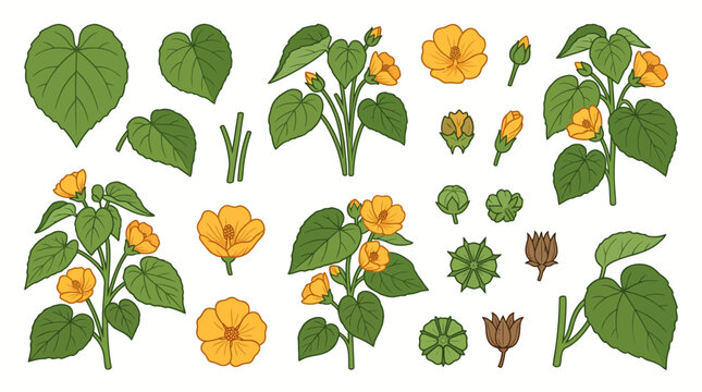 Velvetleaf Mallow Abutilon Theophrasti Vector Illustration Set with Heart Shaped Leaves, Yellow Flowers, Buds, and Seed Pods