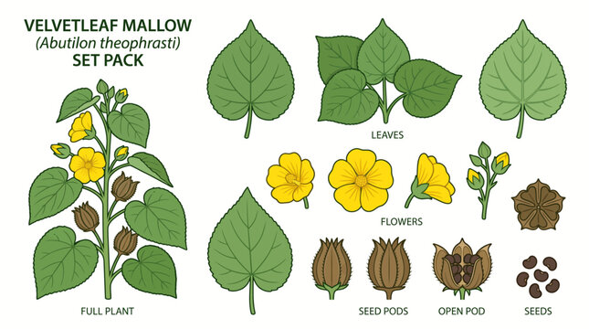 Velvetleaf mallow plant vector illustration set pack with yellow flowers, heart shaped leaves, seed pods, and seeds in cartoon style