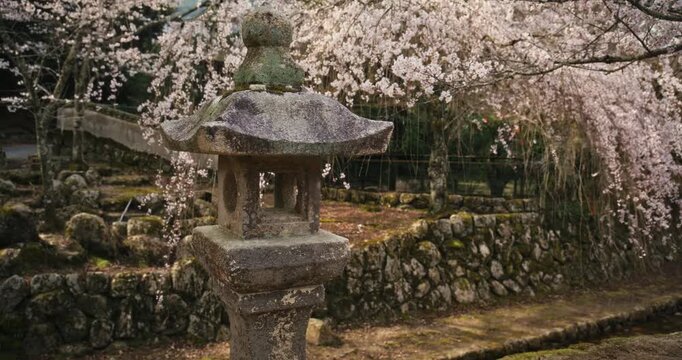 Stone Lantern and Weeping Cherry Blossom Trees At Japanese Garden - Steady Cam Movement