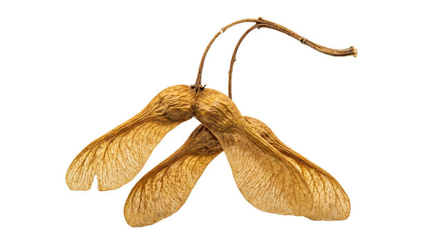 Winged maple seed cluster for seasonal projects, botanical collections and nature themed designs. Isolated on White background.
