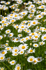 Fototapeta premium Beautiful Wild Daisy Flowers Blooming in Green Meadow on Sunny Spring Day