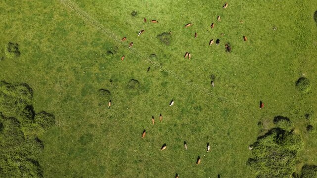 Top Down Aerial View of Herd of Cows Grazing in Green Pasture
