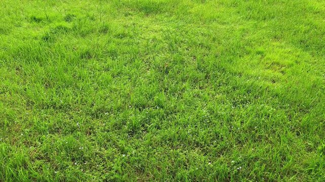 A neatly trimmed short clean green lawn in sun light. Texture summer grass in the park in summer day	
