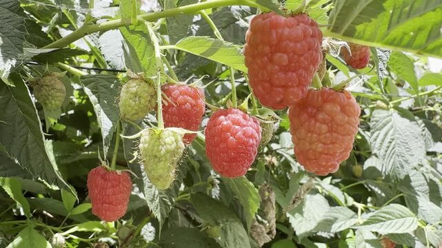Ripe and unripe raspberries growing on a farm in Gush Etzion, Israel. A close view of berry plants at different stages of ripeness, highlighting agricultural cultivation in the region&rsquo;s rural landscap