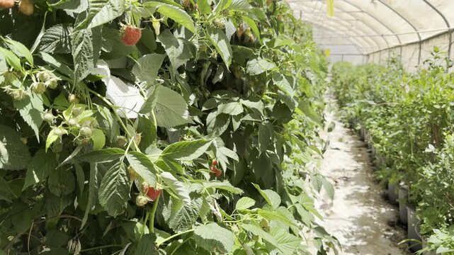 Ripe raspberries growing on bushes at a farm in a kibbutz in the Gush Etzion region of Israel. Fresh berries ripening in an agricultural setting in the Judean Hills.