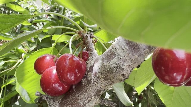 Cherry tree with fruit clusters in a kibbutz greenhouse near Jerusalem