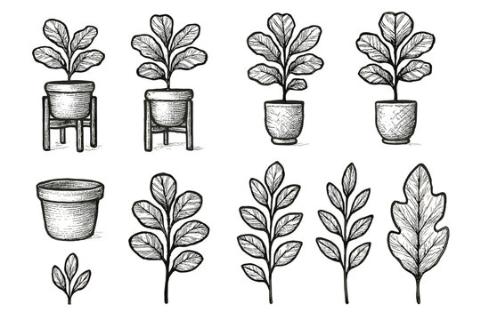 Clay natural leaf fiddle fig pot vector icon stem plant decor modern