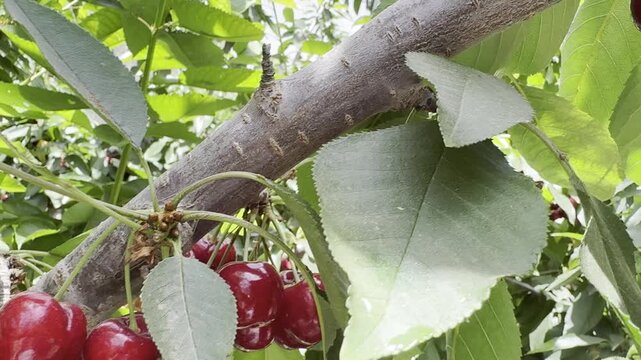 Red sweet cherries growing in clusters on a tree in a greenhouse at a kibbutz in Gush Etzion