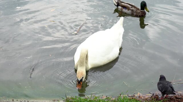 Swans and ducks interact at park pond during calm afternoon
