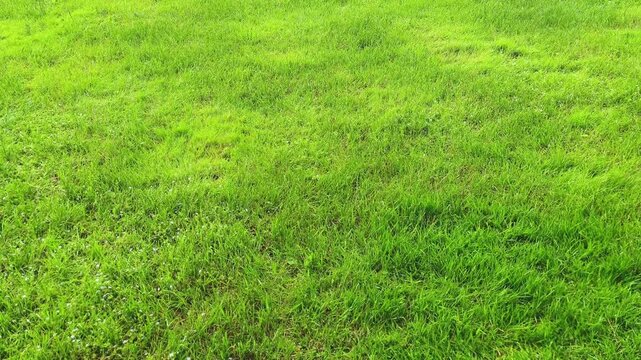 A neatly trimmed short clean green lawn in sun light. Texture summer grass in the park in summer day	
